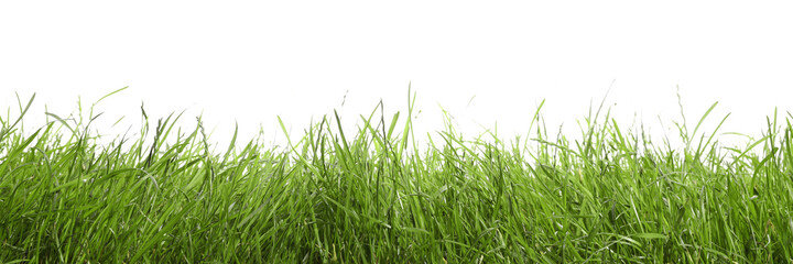 Beautiful lush green grass on white background
