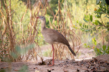 Seriema ou Sariema, Cariama Cristata. The seriema is a cariamform bird of the Cariamidae family.