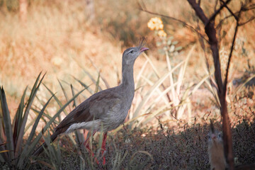 Seriema ou Sariema, Cariama Cristata. The seriema is a cariamform bird of the Cariamidae family.
