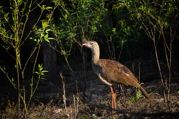 Seriema ou Sariema, Cariama Cristata. The seriema is a cariamform bird of the Cariamidae family.