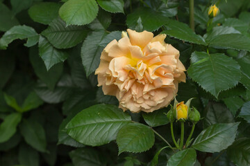 Beautiful yellow rose in the garden among the buds and green leaves