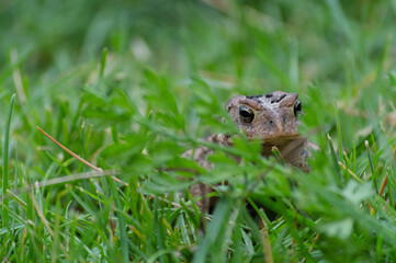 Brown and Black Toad Hopping around in the Long Green Grass.