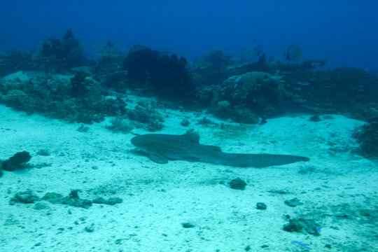 A picture of a leopard shark