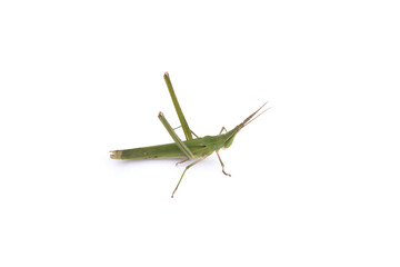 long-headed grasshopper isolated white background