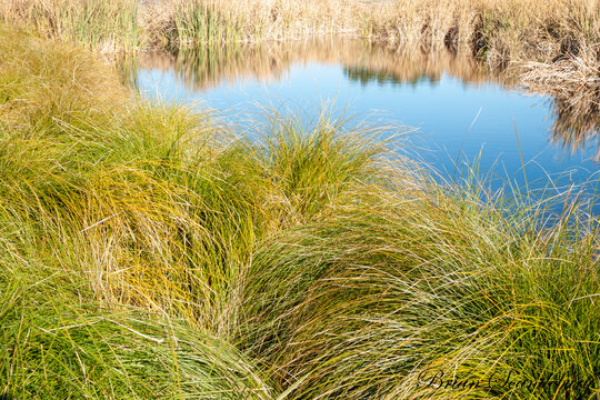 Wetland pond surrounded by bulrushes and sedge reflecting in water
