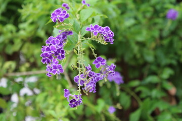 flowers in the garden