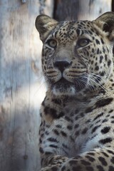 Fototapeta na wymiar Photo portrait of an animal. The Far Eastern leopard. A resting cat is intently watching the birds.