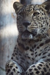 Photo portrait of an animal. The Far Eastern leopard. A resting cat is intently watching the birds.