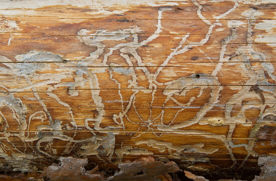 Worm markings on an old fallen tree log in forest looks like a strange alien language