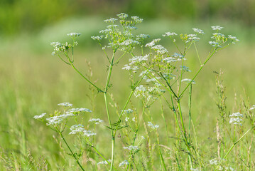 Wild flowers and green grass on the background.
