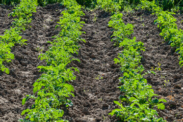 Green seedlings in the beds.
