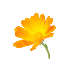 Obraz premium Fresh beautiful calendula flower isolated on white