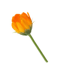 Fresh beautiful calendula flower isolated on white