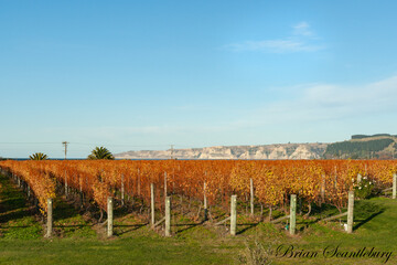 Fototapeta na wymiar Golden color of grape vines in vineyard after picking