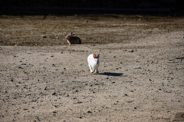 Fototapeta premium 広島県大久野島、うさぎに発見される。
