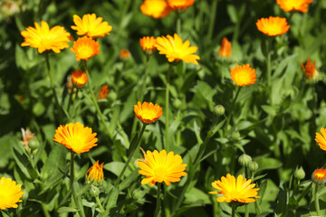 Beautiful blooming calendula flowers outdoors on sunny day