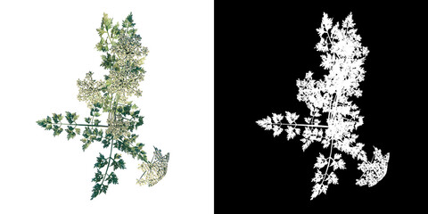 Top view of Plant (Daucus Carota 1) Tree png with alpha channel to cutout made with 3D render