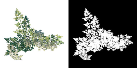 Top view of Plant (Daucus Carota  2) Tree png with alpha channel to cutout made with 3D render