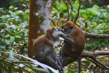 The Macaque on the island.
