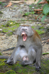 The Macaque on the island.