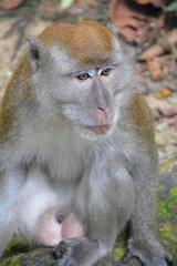 The Macaque on the island.