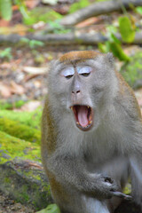 The Macaque on the island.