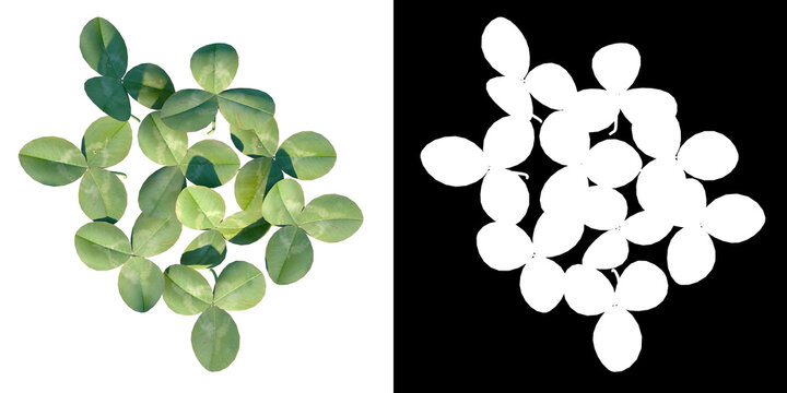 Top view of Plant ( Running buffalo clover Trifolium stoloniferum 1) Tree png with alpha channel to cutout made with 3D render