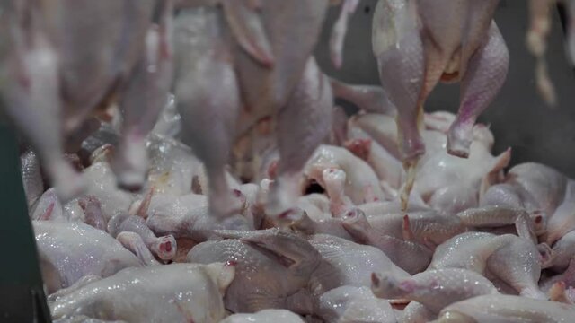 Fresh chicken in production line before cutting a parts.