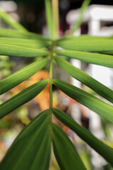 Obraz premium tropical background green plant leaf