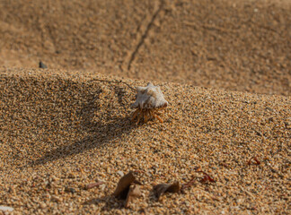 Sand  and crab