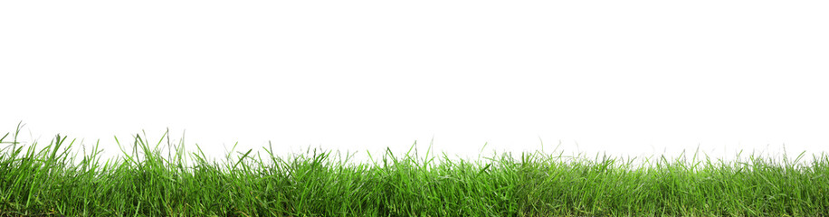 Obraz na płótnie Canvas Beautiful lush green grass on white background. Banner design