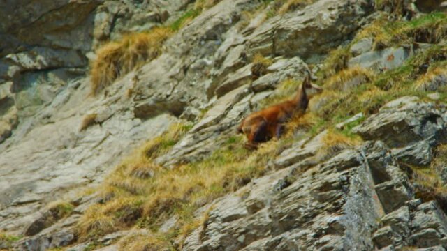 A chamois is climbing up a rocky hillside in slow motion