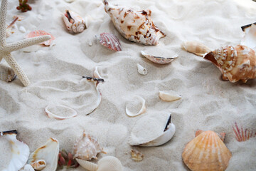 砂浜に転がるきれいな貝殻