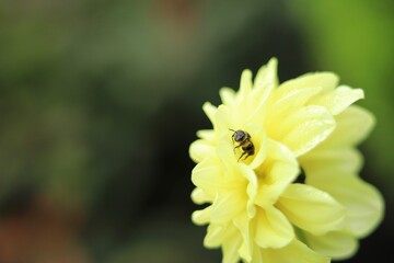 ダリヤと蜂