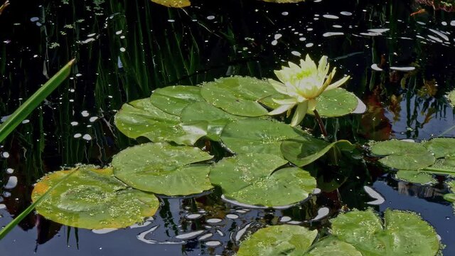 Static close up macro shot of an aquatic flowering plant European white water lily pads in a pond.