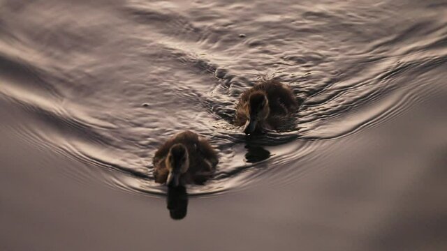 Closeup of two young Mallard ducklings swimming in the pond, foraging, searching for food. Sunset view. Tranquil scene.