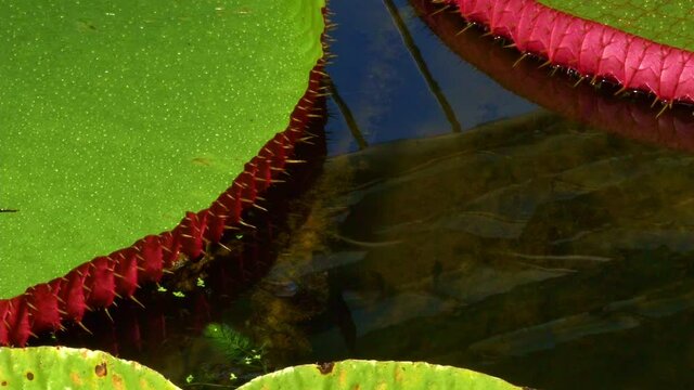 A close up macro cropped vertical panning shot of a Victoria amazonica water lily pad in a pond with tiny prickles attached on the side of the leaf. 