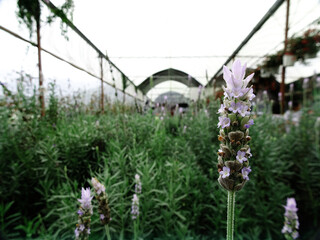 flowers in the garden