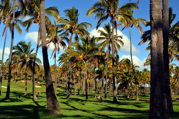 palm trees in the park