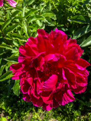 Fototapeta premium Stock Foto Flower pink peon, beautiful summer flower