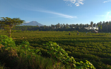 Fototapeta na wymiar Amazing landscape around Banyuwangi East Java Indonesia.