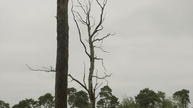 wild dry dying tree in the middle of the forest in Europe.