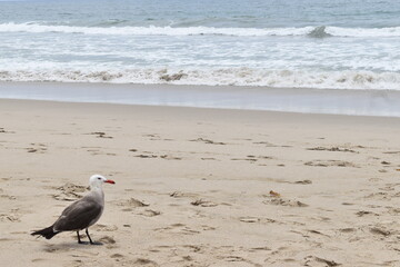 Seagull On the Beach
