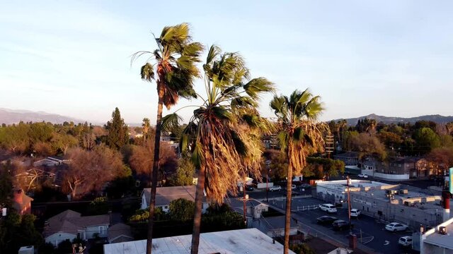 Palm Trees in the Wind 01