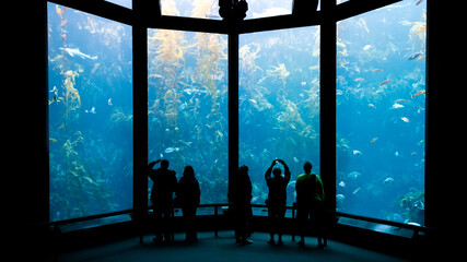 People at the aquarium watching marine wildlife swim in a giant fish tank wallpaper. Silhouettes of...
