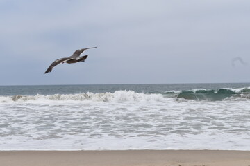 Fototapeta na wymiar Seagull Flys Away