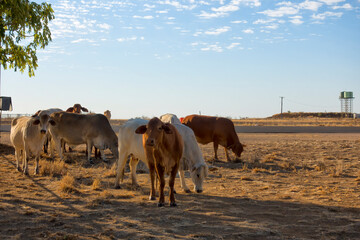 Droughtmaster cattle next to a road at Corfield in Queensland, Australia