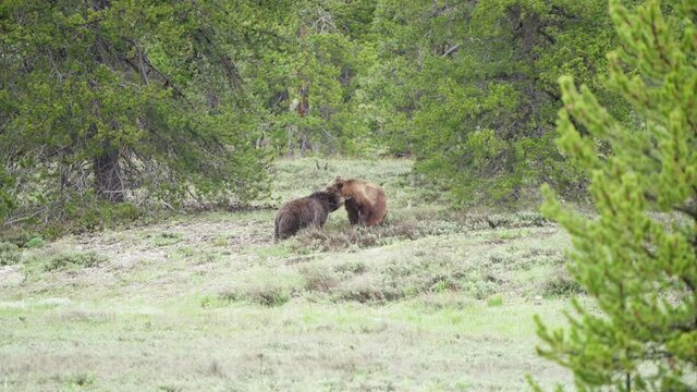 A male grizzly and a female grizzly engaging in mating behavior.