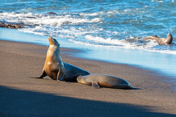 Galapagos sea lion (Zalophus wollebaeki) with pup on beach, Galapagos national park, Ecuador.