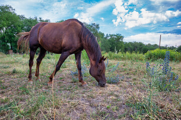 Fototapeta na wymiar horse in the field